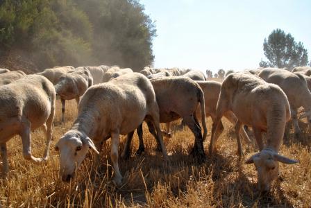 羊, 山羊, 自然, 羊群, 农场, 动物, 农场动物
