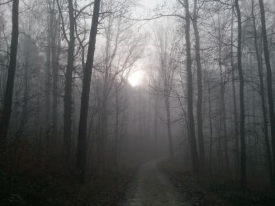 森林, 雾, 秋天, 林间小径走, 无色, 回光, 心情