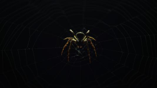 谷仓, 蜘蛛, 黑色, 背景, 昆虫, 自然, web