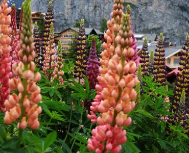 瑞士穆伦, 卢平, 花, 橙花, 粉红色的花, 高山花卉, 瑞士