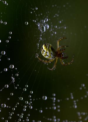 蜘蛛, 蜘蛛网, 钩, 蛛形纲动物, 地方, 滴眼液, 露水