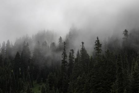 松树, 树, 森林, 植物, 自然, 雾, 感冒
