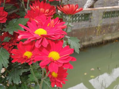 花, gambhir 公园, 植物