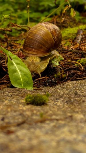 蜗牛, 壳, 自然, 软体动物, 慢慢地, 爬网, 叶子