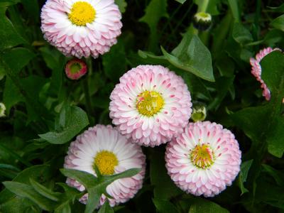 黛西, 粉红色的花朵, 小花, 草, 花坛, 植物园, 花园里的花