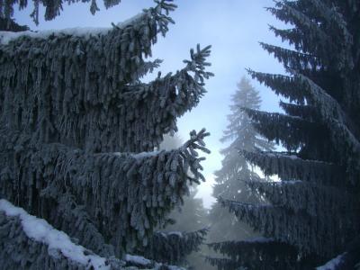 冷杉, 冬季森林, 雾, 雪, 阿尔高