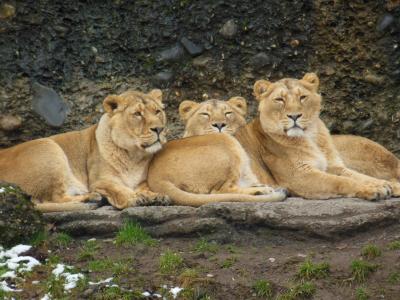 母狮, 动物, 大猫, 野生, 动物世界, 动物园, 捕食者