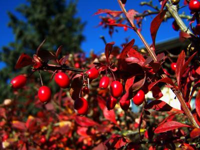 红色浆果, 秋天收获, 栗色 barberries, 红色, 自然, 水果, 叶