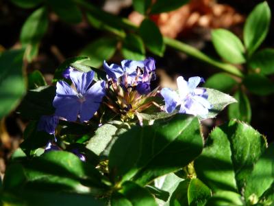 榕, 开花, 绽放, 蓝色, 植物, 中国榕, ceratostigma willmottiana
