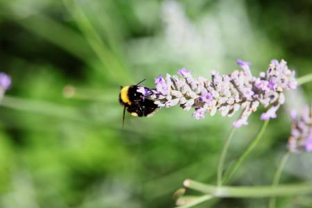 浅, 焦点, 摄影, 大黄蜂, 紫色, 花, 植物