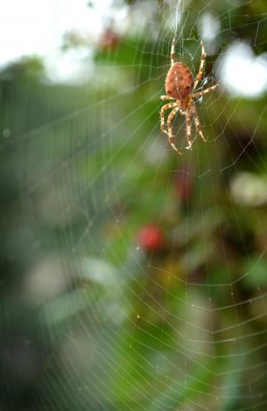 蜘蛛, 网络, 绿色, 昆虫, 自然, 自然, 恐怖
