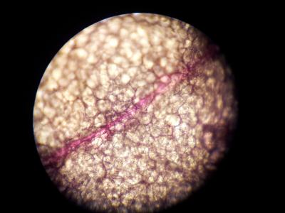 显微镜, 细胞结构, 科学, 兰花, 蝴蝶兰, 花, 植物细胞结构