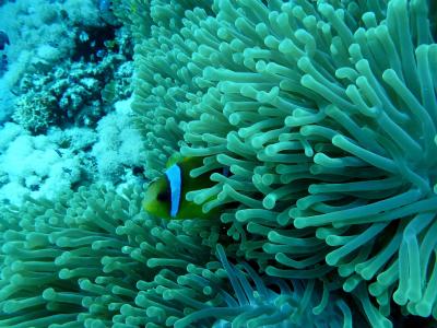 海葵鱼, 海底总动员, 海底世界, 珊瑚礁, 红海, 水下, 海