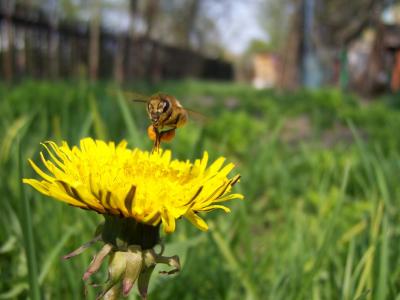 蜜蜂, 蒲公英, 花粉, sontse, 工作, 春天, 赛季