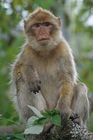 巴巴利猿, 旧世界猴, 灵长类动物, 帕维亚喜欢, 杂食性, 山脉, 直布罗陀