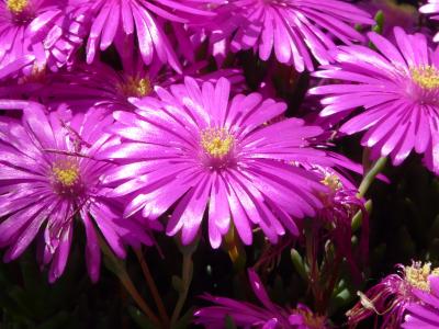 红 mittagsblume, 冰厂, 花, 开花, 绽放, 粉色, 紫色