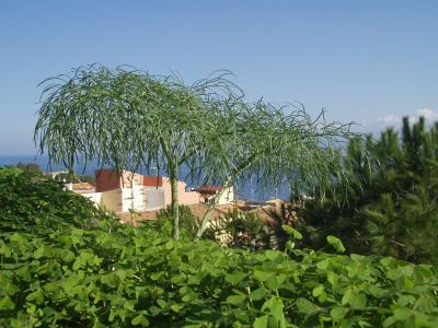 植物, 自然, 绿色, 植物区系, 关闭, 西西里岛, melazzo