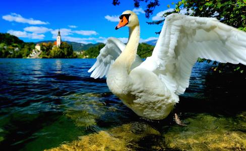 天鹅, 天鹅湖 》, 布莱德湖, 斯洛文尼亚, 中欧, 鸟, 自然