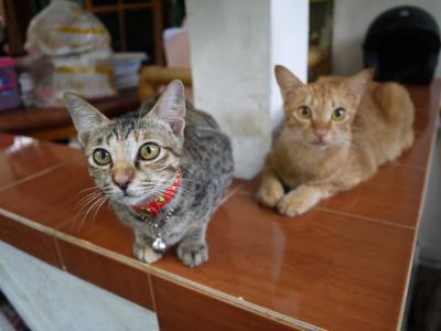 猫, 巴厘岛, 我的家