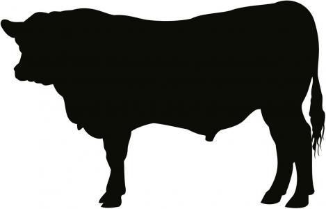 安格斯, 公牛, 牛, 母牛, 艺术, 图稿, 剪影