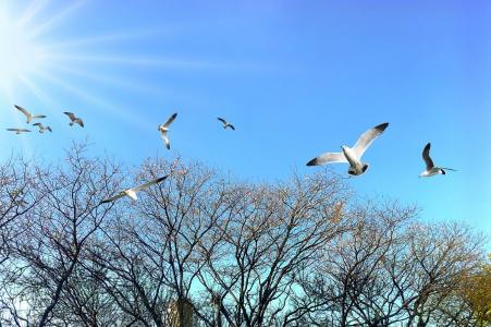 鸟类, 热带鸟, 蓝色, 自然, 蓝蓝的天空, 公园, 广场