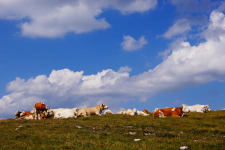 alm, 母牛, 牧场, 天空