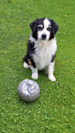 狗, 澳大利亚谢泼德, 黑白色棕色, 与足球