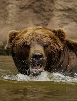 熊, 水, 的吼声, 愤怒, 棕色, 湿法