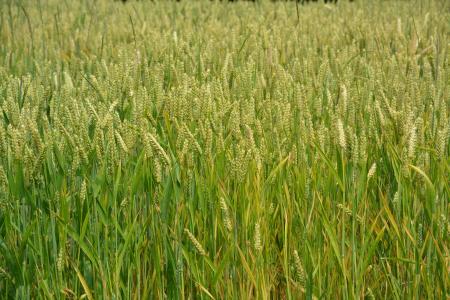 小麦, 谷物, 穗状花序, 面包, 自然, 农业, 景观