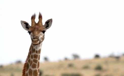 长颈鹿, 非洲, 野生动物园