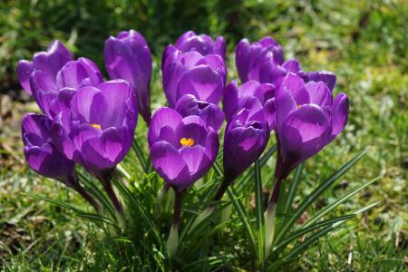 番红花, 花, 紫色, 关闭, 春天, bühen, 多彩
