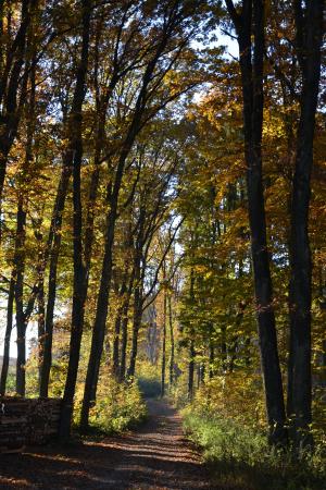 森林, 走了, 秋天, 树, 景观, 线索, 自然