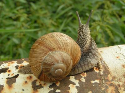 蜗牛, 盘绕, 贝壳, 螺旋, 腹, 软体动物, 缓慢