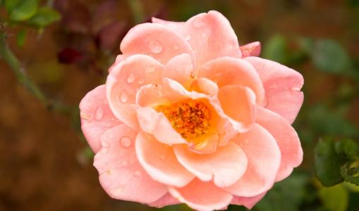 粉红色的玫瑰, 花, 植物学, 上升, 水滴, 花瓣上的水, 自然
