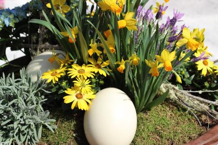 鸵鸟蛋, 奶油色, 春天, 植物, 装饰