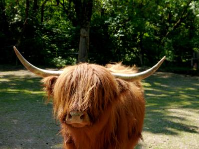 苏格兰 hochlandrind, 苏格兰, 牛肉, 喇叭, 牲畜, 农业