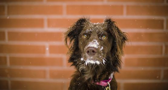 狗, 动物, 可爱, 眼睛, 雪, 冬天, 感冒