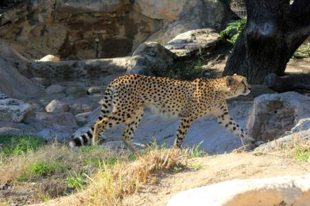 猎豹, 非洲, 捕食者, 行走, 大猫, 快速, 野生