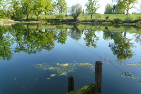池塘, 水的倒影, 田园, 镜像, 自然