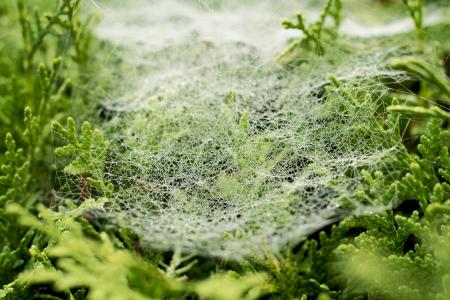 蜘蛛网, 露水, 滴灌, 自然, 网络, 雾, morgentau