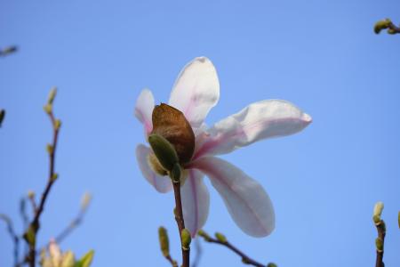 夏日-玉兰, 开花, 绽放, 白色, 玉兰木兰, 西博尔德的木兰, 木兰