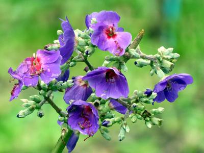 花, 紫罗兰色, tibouchina, 植物, 哥斯达黎加
