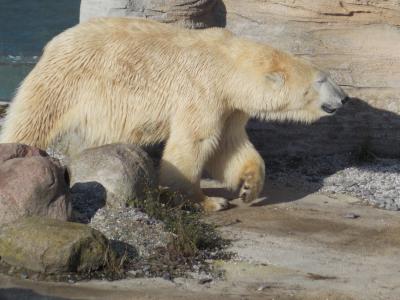 北极熊, 动物, 动物园, 哺乳动物, 捕食者