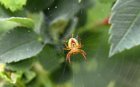 蜘蛛, web, 蜘蛛网, 动物, 蜘蛛, 布什, 绿色