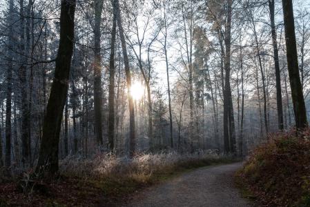 森林, 走了, 景观, 冬天, 阳光明媚, 线索, 树