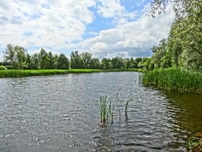池塘公园, 湖, 水, 景观, 自然, 波兰, 夏季