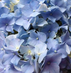 绣球花, 花, 蓝色, 自然, 植物, 特写, 叶