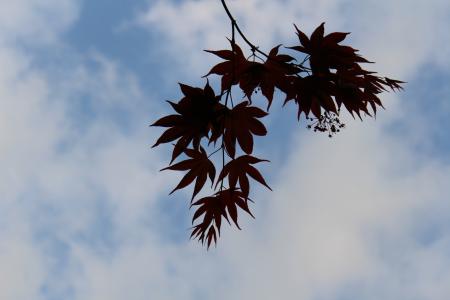 秋天天空, 秋天的落叶, 背光, 木材, 分公司, 天空, 蓝色