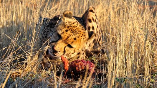 猎豹, 非洲, 纳米比亚, 自然, 干, 国家公园, 动物