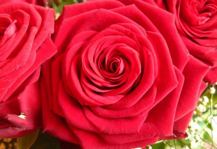 红玫瑰, 乐, 爱情花, 花, 玫瑰, 红色, 关闭